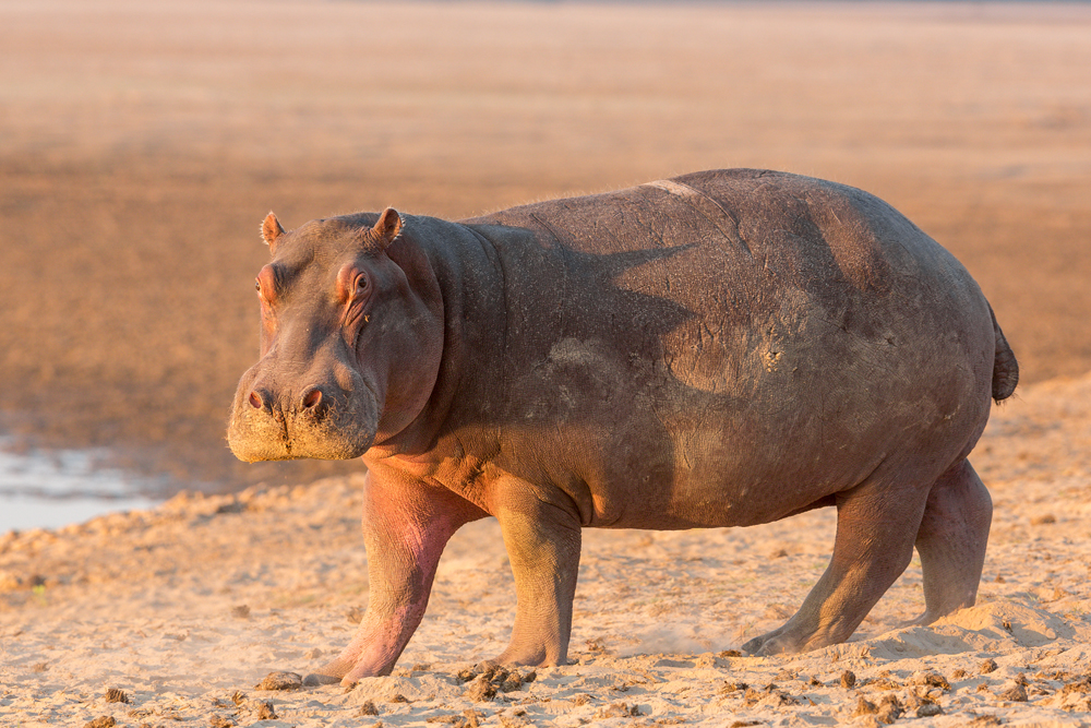 Представитель Семейства Hippopotamidae